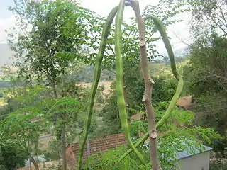 Jeunes capsules de Moringa oleifera dans le Panchkhal (Népal).