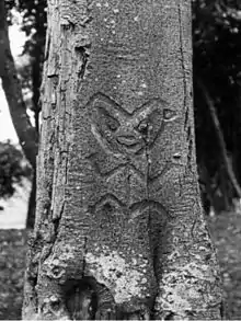 Photo en noir et blanc montrant une figure humaine stylisée gravée sur un arbre (photo de 1900).