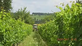 Les vignes.