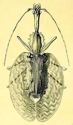 Description de l'image Mormolyce castelnaudi.JPG.