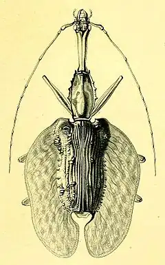 Description de l'image Mormolyce hagenbachi.JPG.