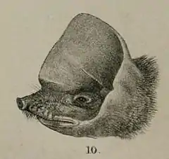Description de l'image Mormopterus kalinowskii illustration.jpg.