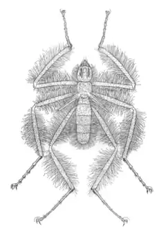 Famille Mormotomyiidae, Mormotomyia hirsuta.