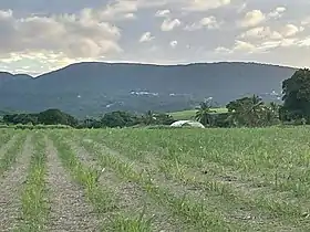 Vue du morne Goton et du Petit Belvédère (à droite) depuis les chemins de Bellevue à Sainte-Rose.