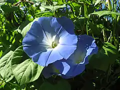 Ipomoea tricolor - 09h00 à 17h00