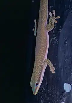 Description de l'image Morondava Day Gecko (Phelsuma hielscheri) (9582544800).jpg.