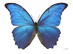Morpho didius (Lepidoptera)
