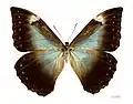 Morpho telemachus telemachus ♀