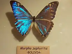 Morpho (Cytheritis) zephyritis