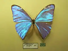 Morpho (Balachowskyna) aurora