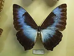 Morpho (Iphimedeia) cisseis