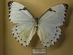 Morpho (Pessonia) epistrophus