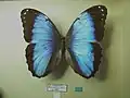 Morpho helenor pindarus