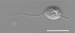 Description de l'image Morphology of Cthylla microfasciculumque (A).png.