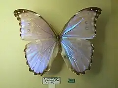 Morpho menelaus amathonte