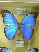 Morpho menelaus melacheilus