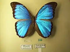 Morpho menelaus occidentalis