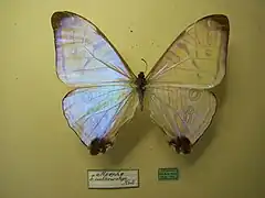 Morpho (Cytheritis) sulkowskyi