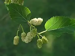 Variété à fruits blancs