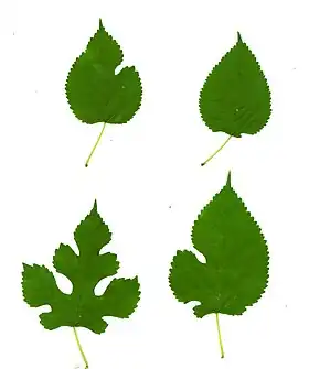 La forme des feuilles de mûrier est très variable