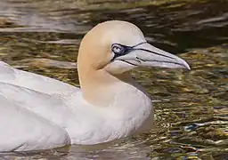 Portrait de fou de bassan dans le zoo de Wilhelma, Allemagne. Juillet 2022.