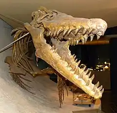 Vue de face d'un crâne reconstitué d'un Mosasaurus hoffmannii.