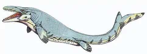 Reconstitution de Mosasaurus beaugei.