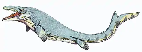 Reconstitution de Mosasaurus beaugei