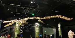 Squelette reconstitué de Mosasaurus beaugei.
