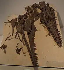 Crâne fossile considéré comme un représentant de la nouvelle espèce Mosasaurus glycys.
