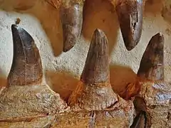 Plan rapprochés des dents de Mosasaurus hoffmannii.