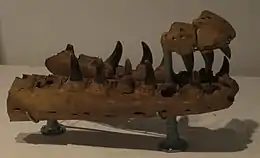 Partie fragmentaire avant du museau de Mosasaurus hoffmannii, présentant une fracture infecté du côté gauche de la mâchoire inférieure.