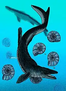 Reconstitution d'un Mosasaurus hoffmannii nageant avec des ammonites.