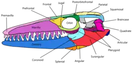 Crocquis détaillé du crâne de Mosasaurus hoffmannii.
