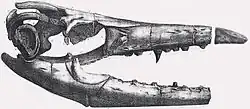 Gravure du XIXe de l'holotype de Mosasaurus missouriensis.