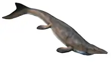 Reconstitution en image de synthèse d'un Mosasaurus missouriensis.