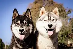 Deux huskys sibériens.