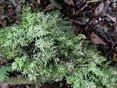 Eurhynchium praelongum (en), l'Eurhynchie allongée, plante vivace à tige rampante, humo-terricole.