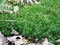 Polytrichum formosum (Polytrichaceae), Belgique