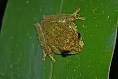 Description de l'image Mossy Tree Frog (Rhacophorus everetti)2.jpg.