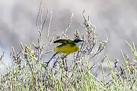 Motacilla flava iberiae