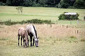 Image illustrative de l’article Poney des Açores