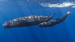 Cachalot femelle et son petit près de Maurice. On distingue plusieurs Remora australis attachés au petit.