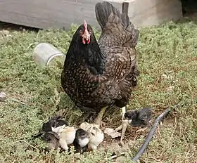 Poule Barnevelder et ses poussins