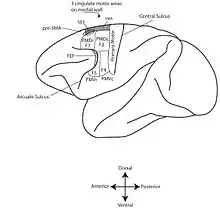 Dessin neuroanatomique au trait noir