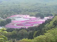 Lit de Phlox subulata au lac Motosu.