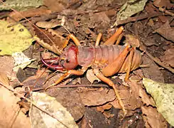 Motuweta isolata.