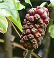 Infrutescence de Montrichardia arborescens au Zoo de Guyane (Macouria, Guyane)