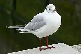 Mouette rieuse