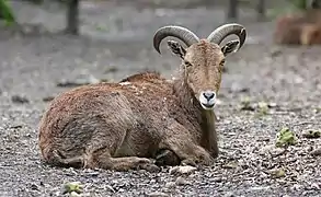 Mouflon à manchettes